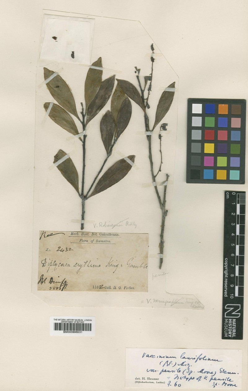 Vaccinium laurifolium var. pensile photo 2