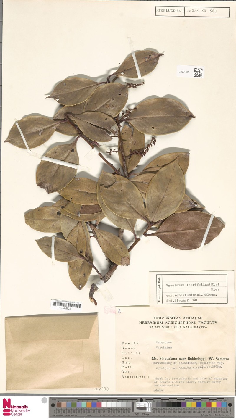 Vaccinium laurifolium var. robustum