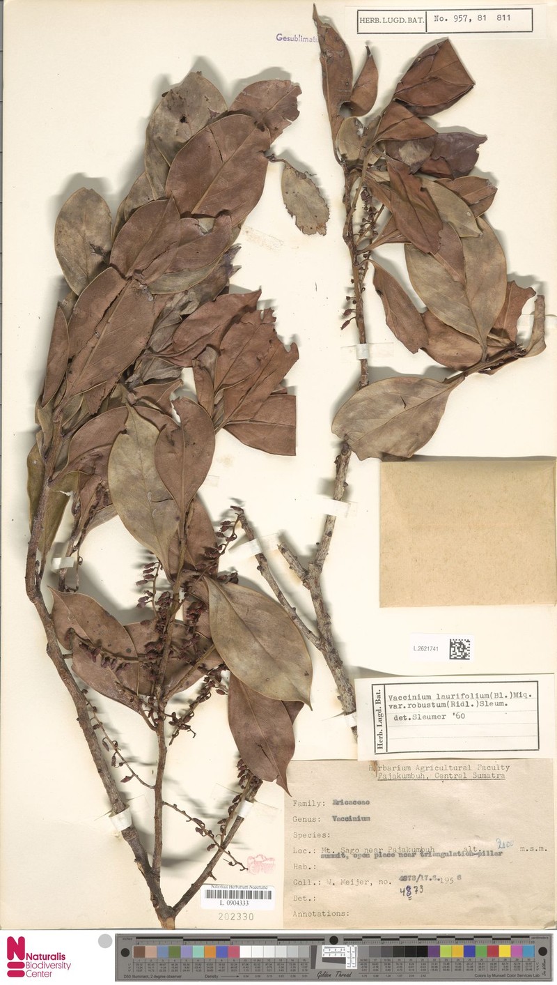 Vaccinium laurifolium var. robustum photo 2