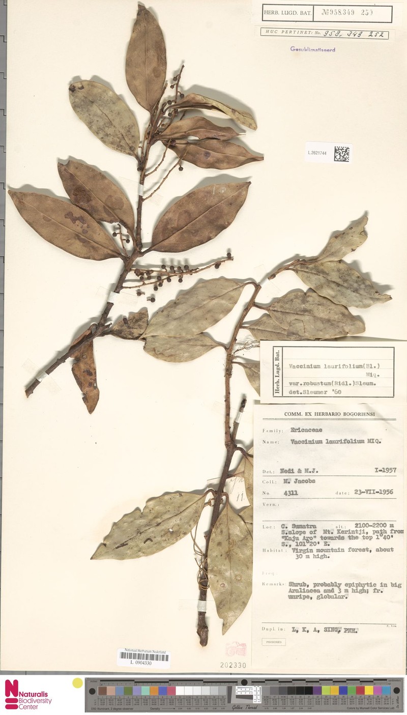 Vaccinium laurifolium var. robustum photo 3