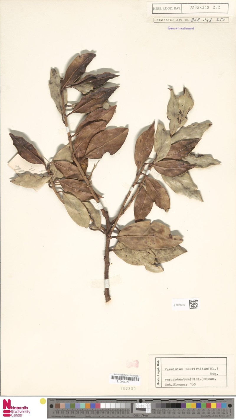 Vaccinium laurifolium var. robustum photo 4