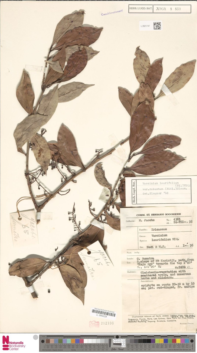 Vaccinium laurifolium var. robustum photo 5