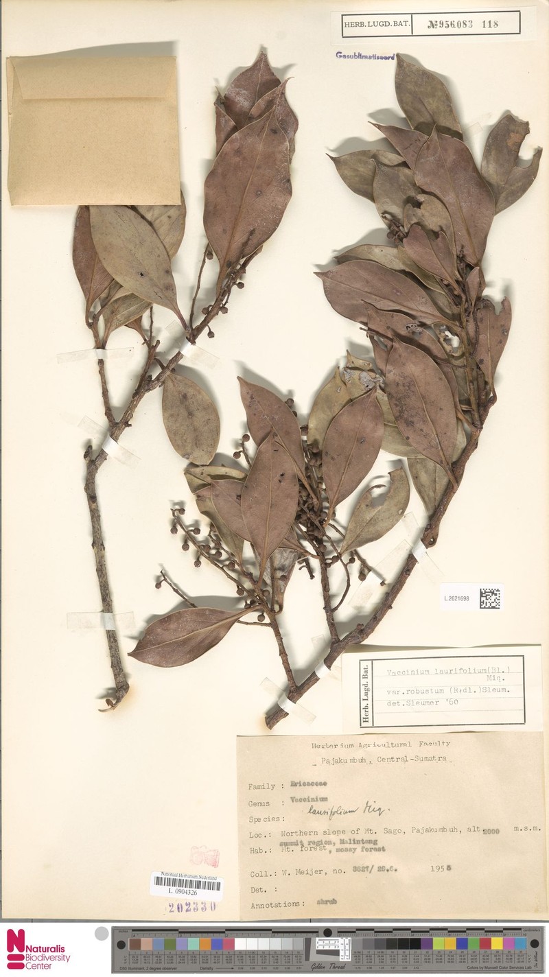 Vaccinium laurifolium var. robustum photo 6