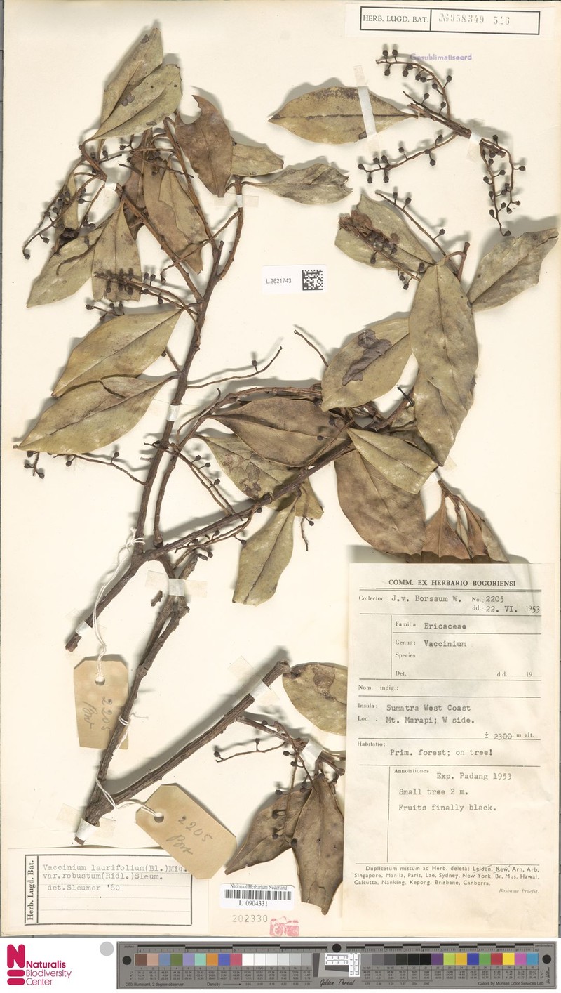 Vaccinium laurifolium var. robustum photo 7