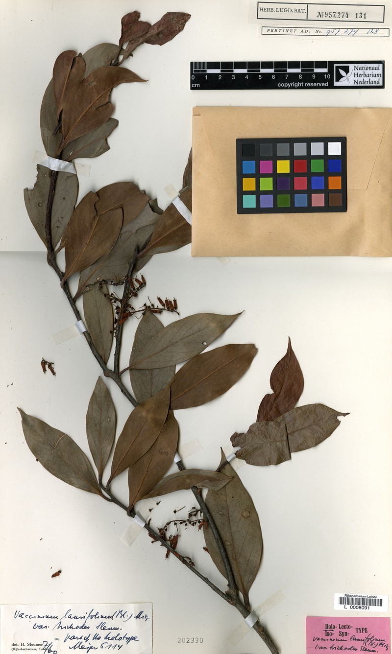Vaccinium laurifolium var. trichodes