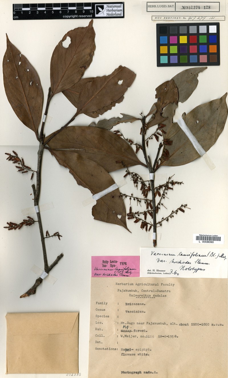Vaccinium laurifolium var. trichodes photo 2