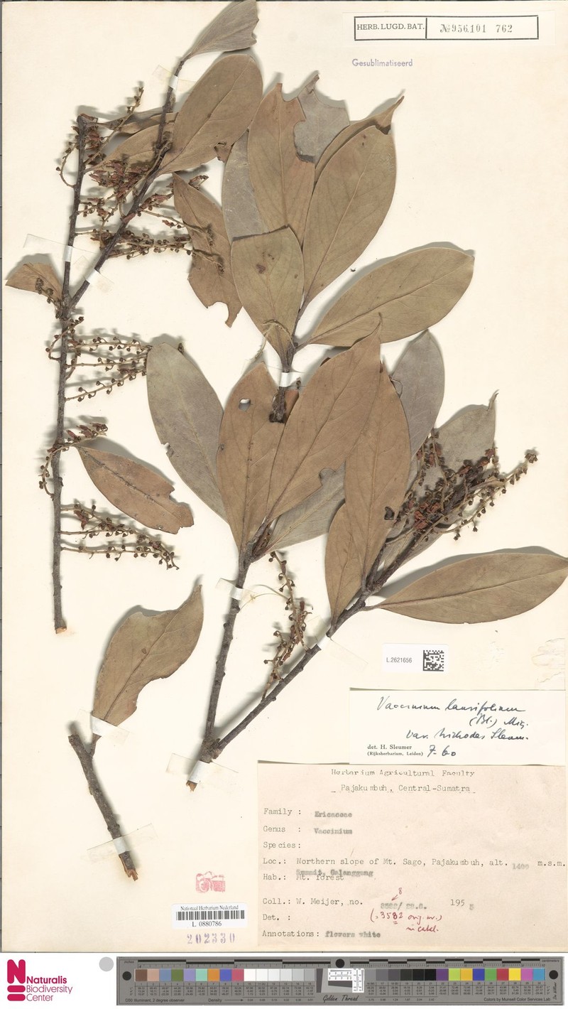 Vaccinium laurifolium var. trichodes photo 3