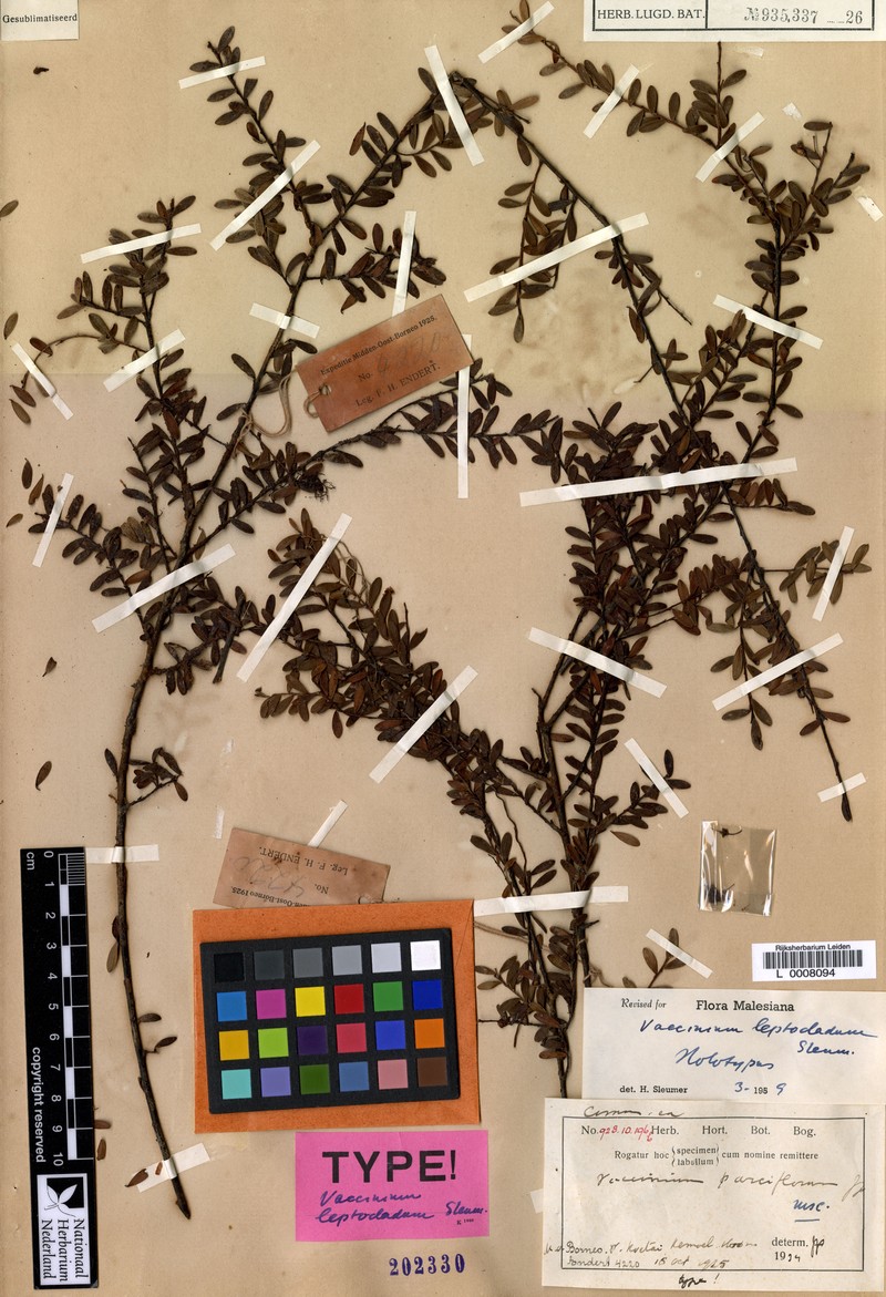 Vaccinium leptocladum