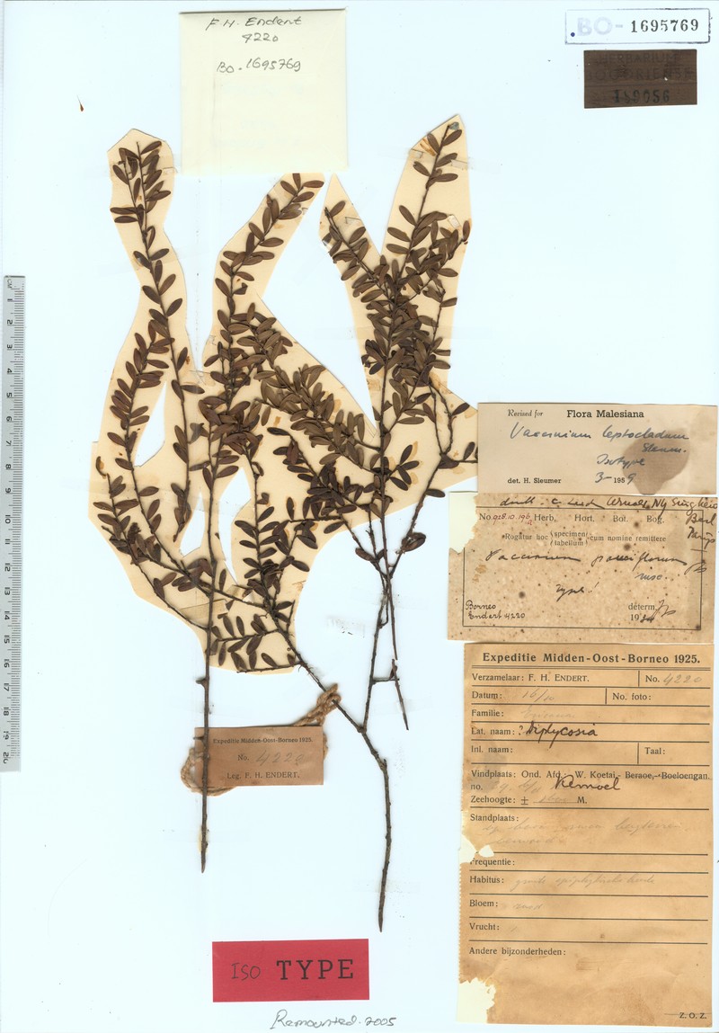 Vaccinium leptocladum photo 2
