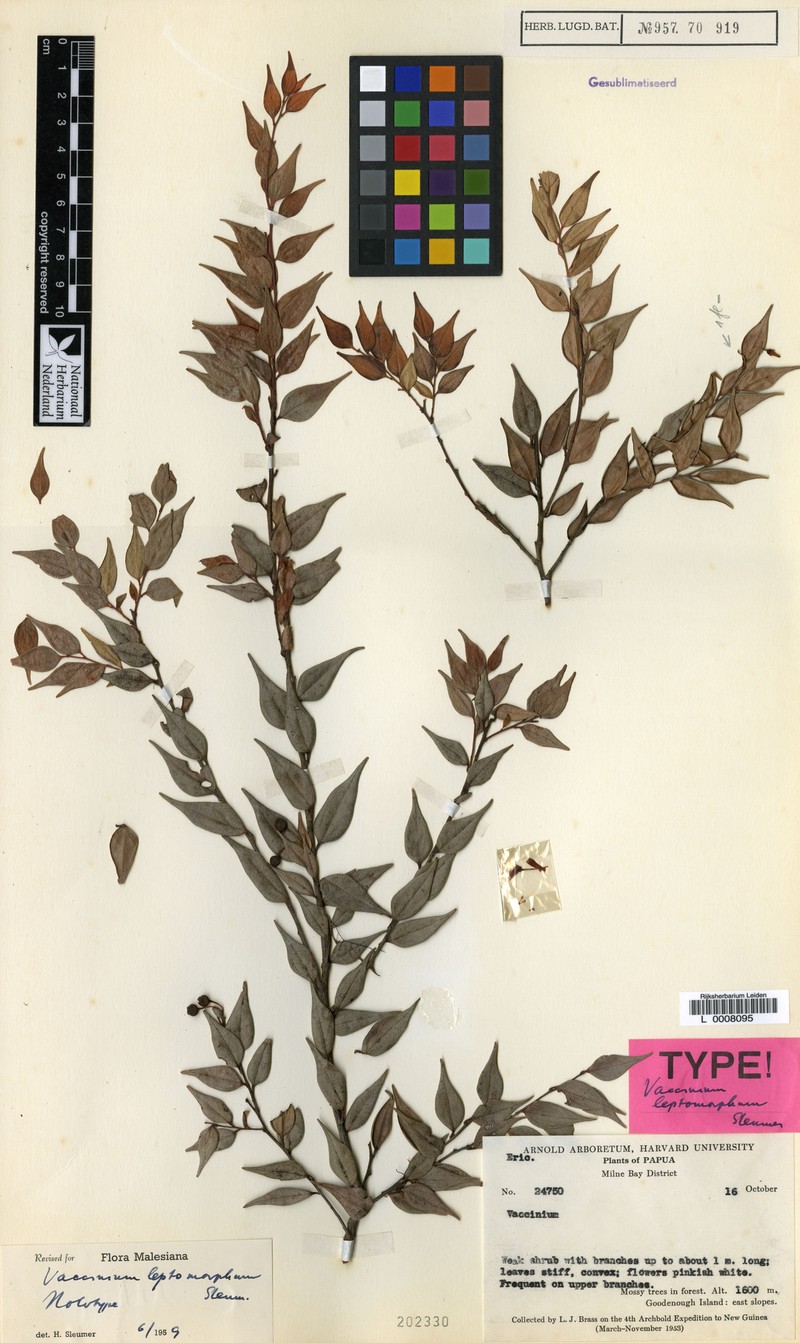 Vaccinium leptomorphum