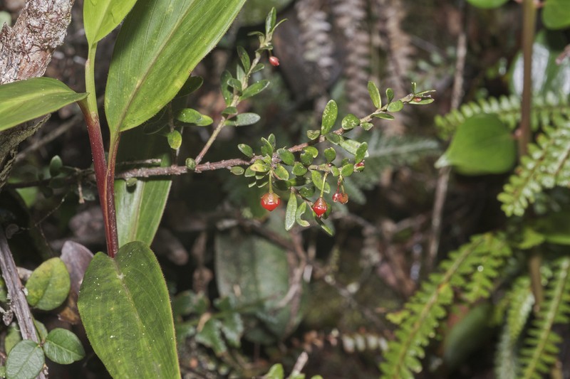 Vaccinium leptospermoides