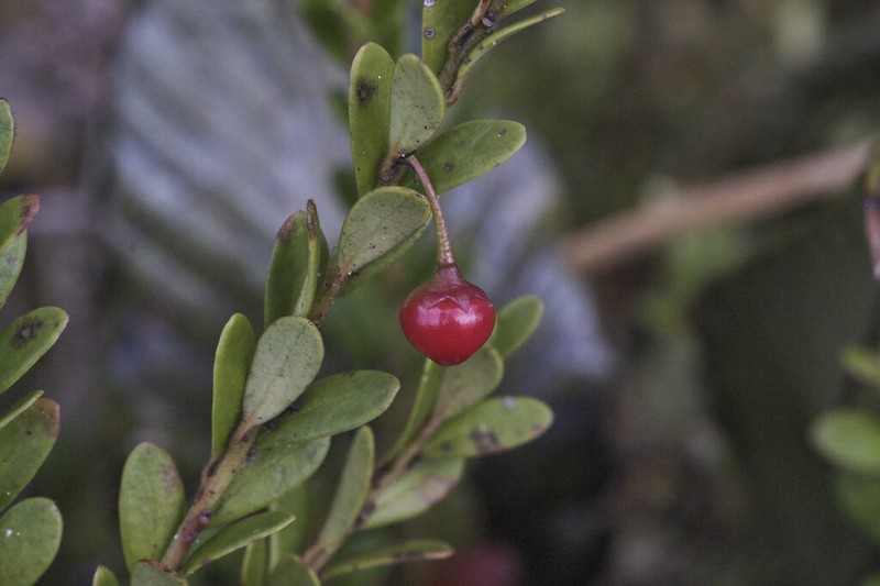 Vaccinium leptospermoides photo 2