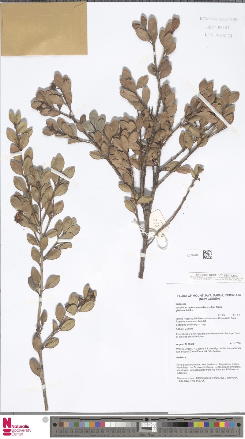 Vaccinium leptospermoides photo 3
