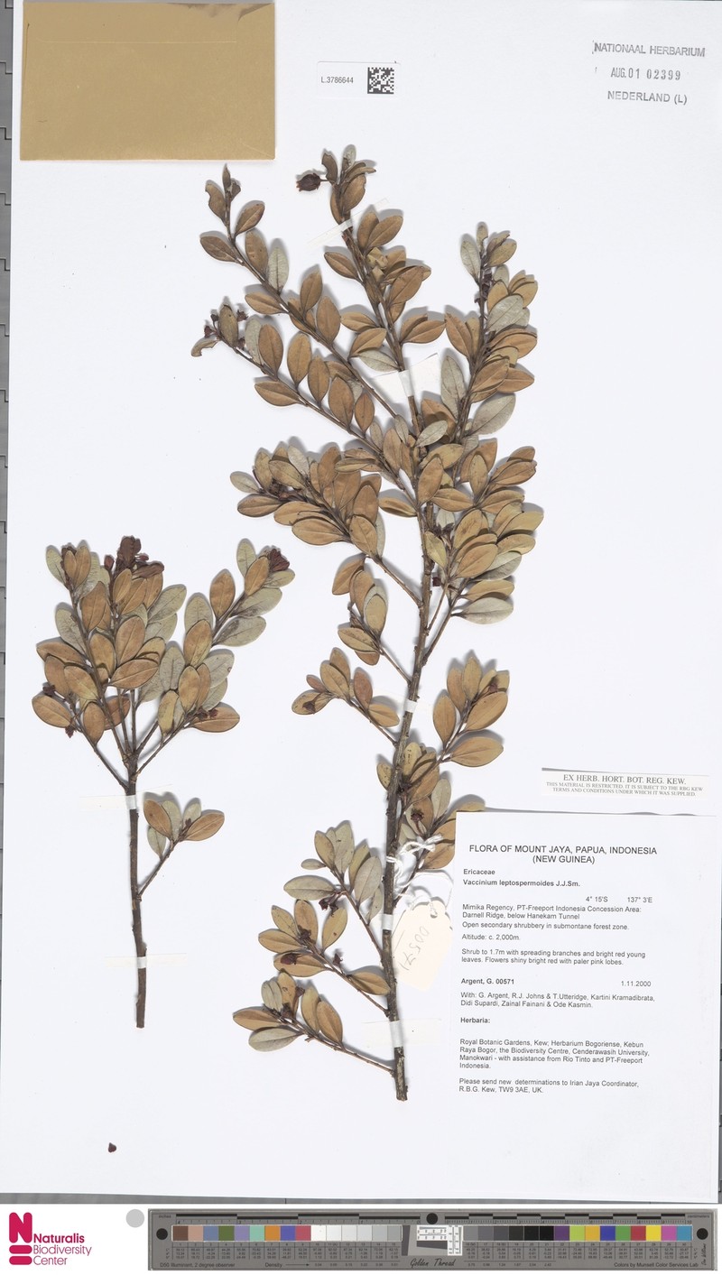 Vaccinium leptospermoides photo 4