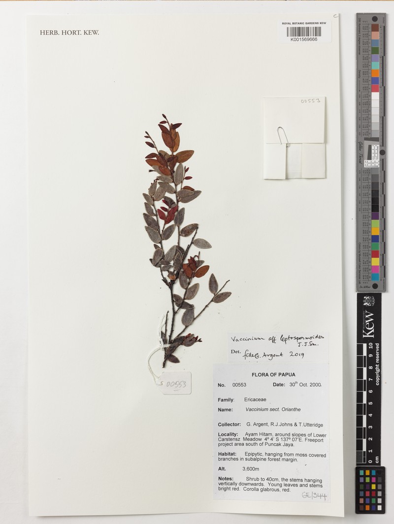 Vaccinium leptospermoides photo 5