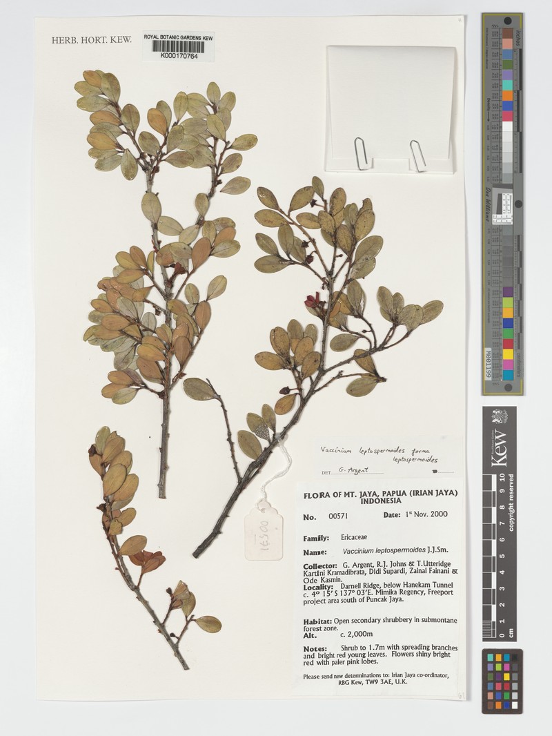 Vaccinium leptospermoides photo 6