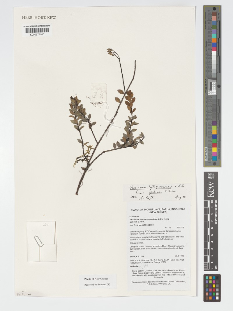 Vaccinium leptospermoides photo 8
