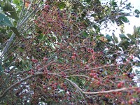 Vaccinium leucanthum