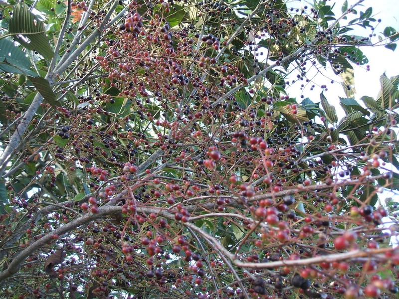Vaccinium leucanthum
