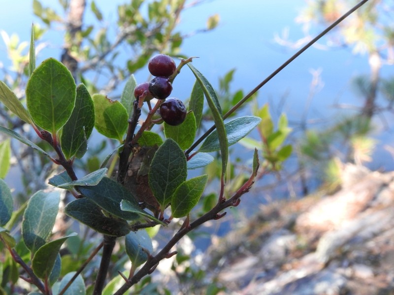 Vaccinium leucanthum photo 2