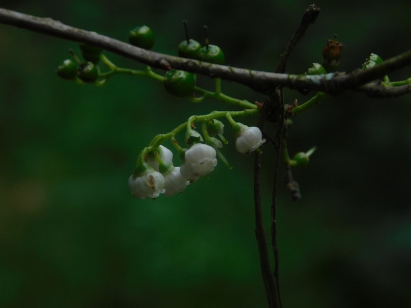Vaccinium leucanthum photo 3