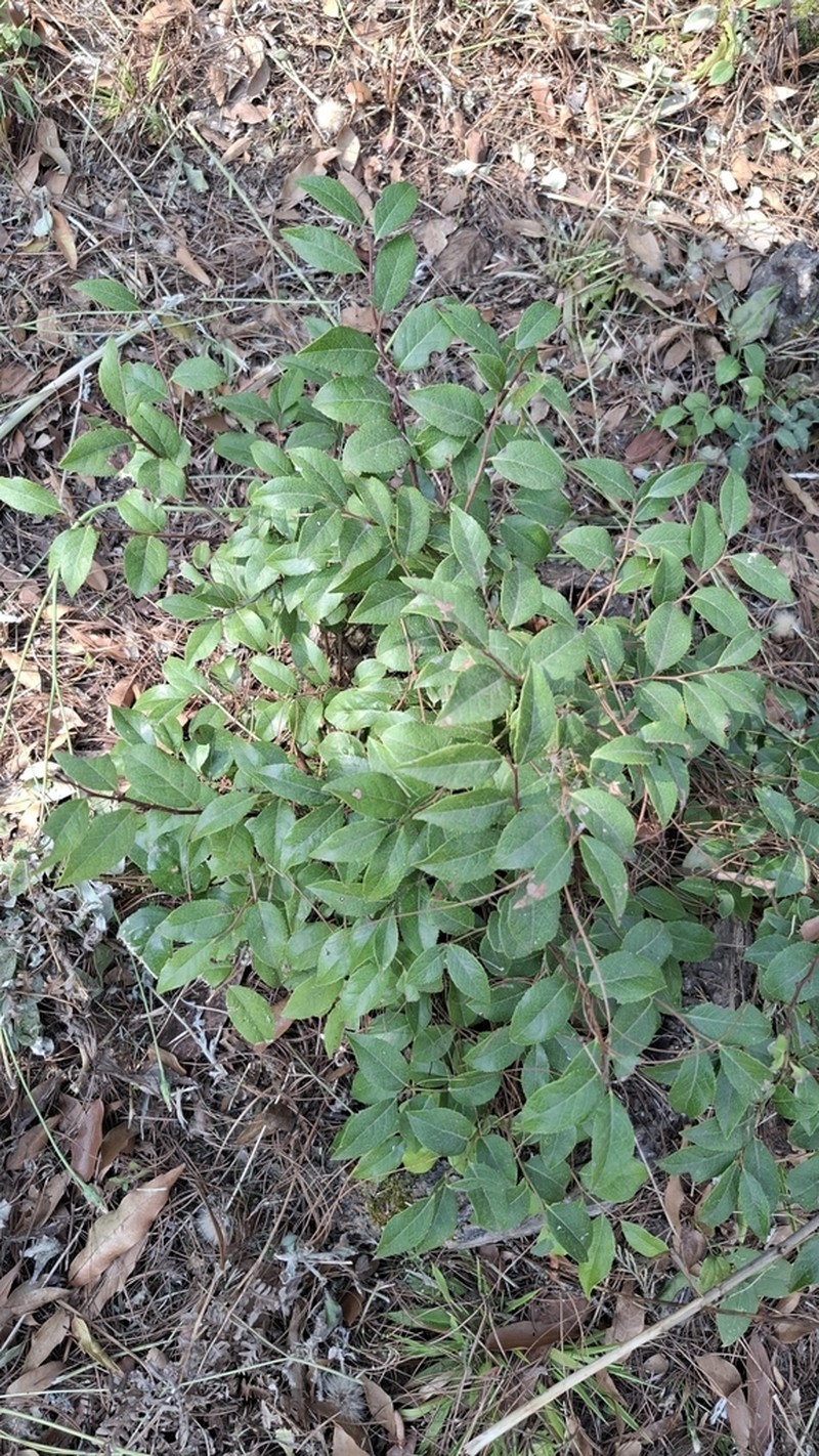 Vaccinium leucanthum photo 6
