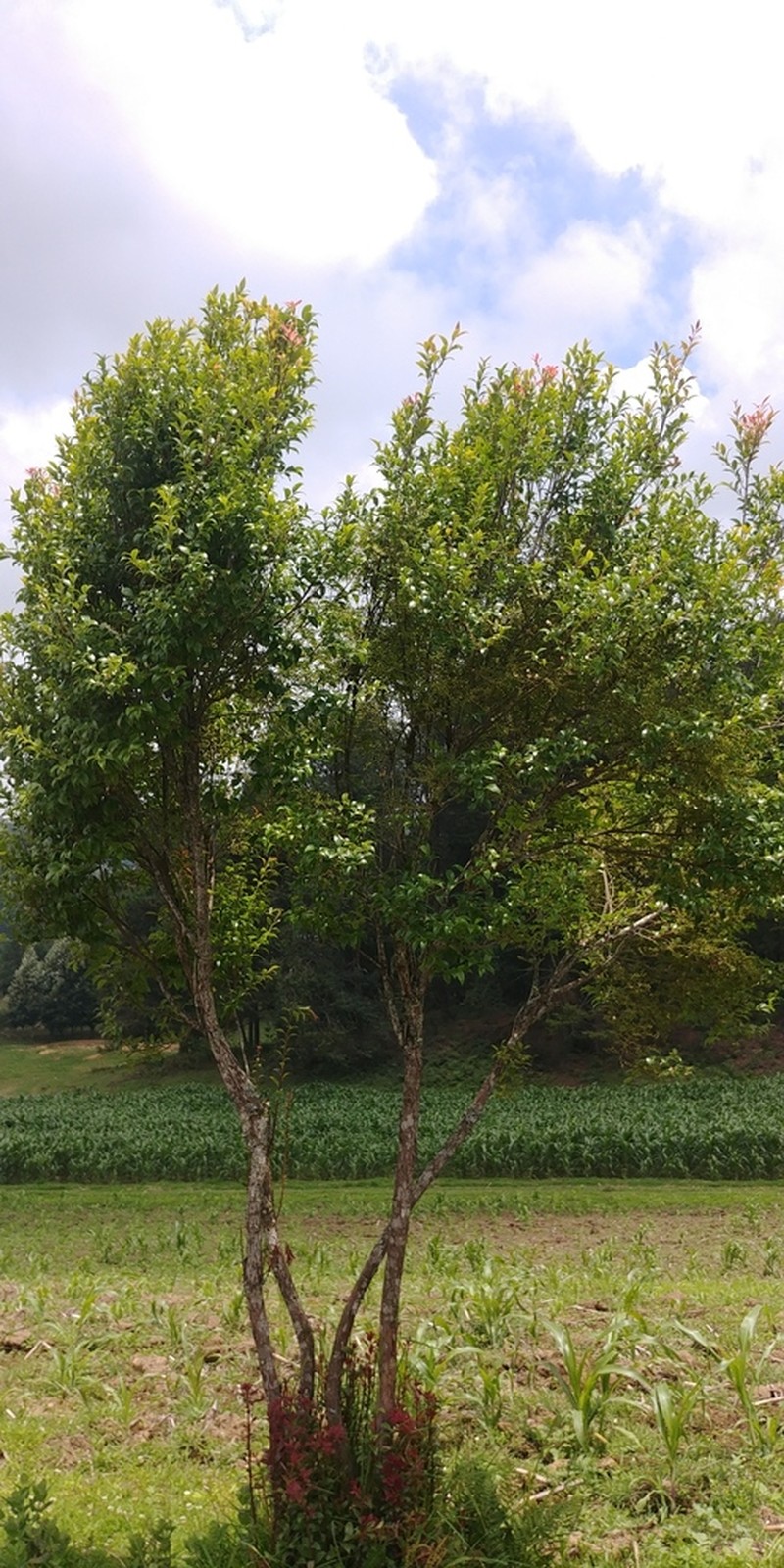 Vaccinium leucanthum photo 7
