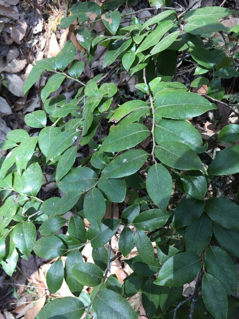Vaccinium leucanthum photo 8