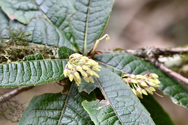 Vaccinium leucobotrys