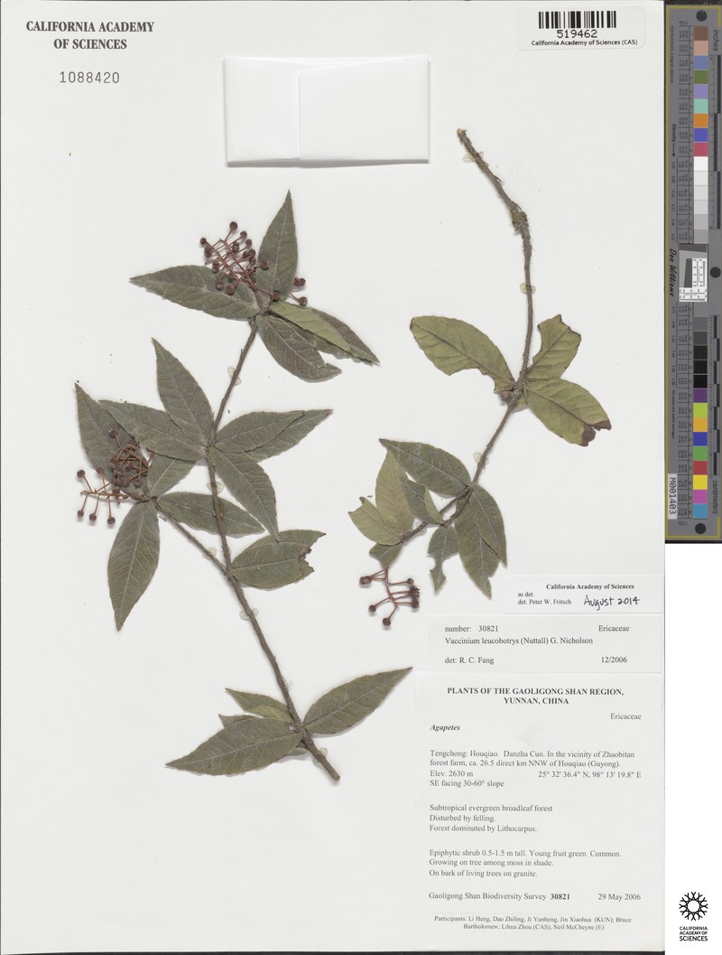 Vaccinium leucobotrys photo 2