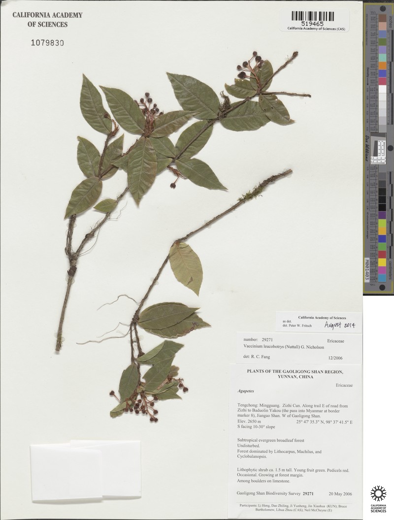 Vaccinium leucobotrys photo 3