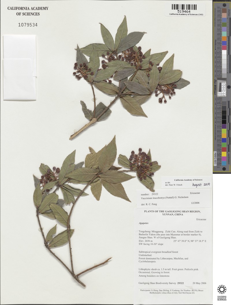 Vaccinium leucobotrys photo 4