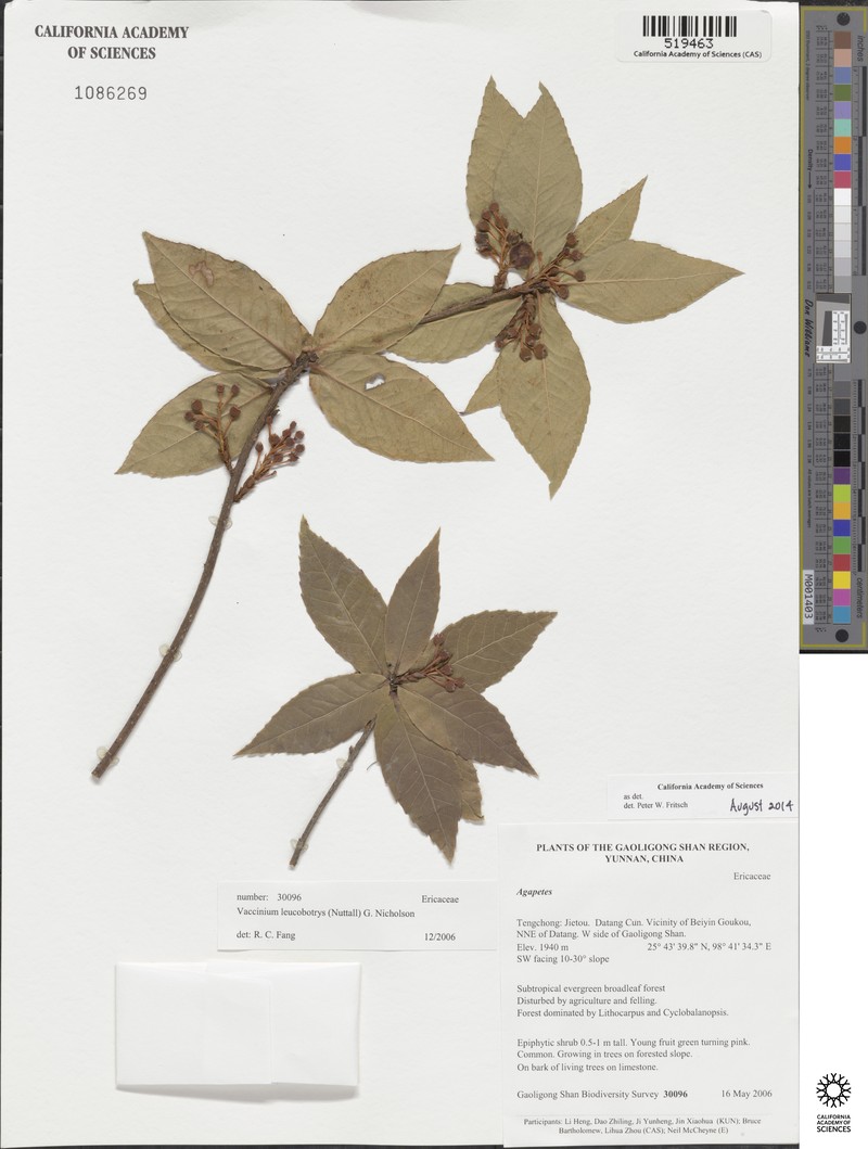Vaccinium leucobotrys photo 5