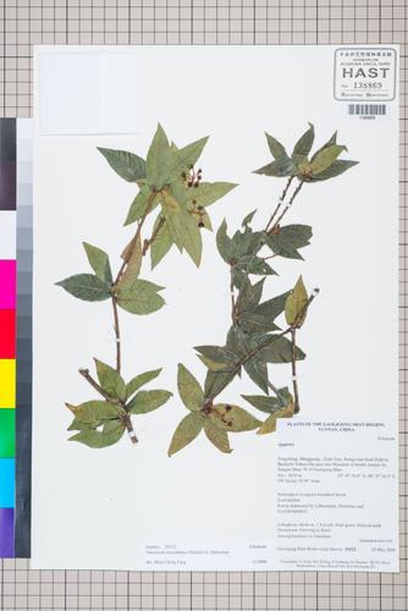 Vaccinium leucobotrys photo 6