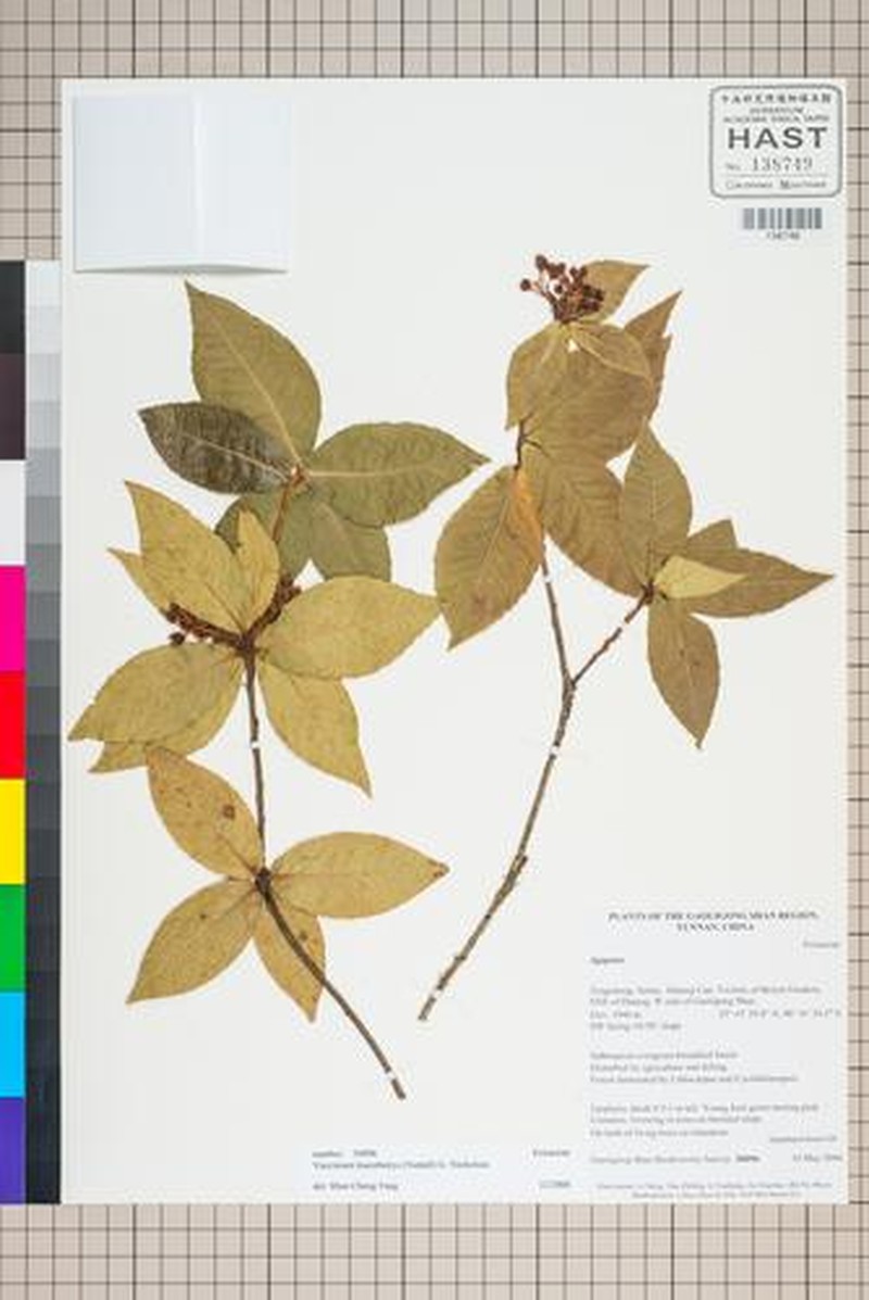 Vaccinium leucobotrys photo 7