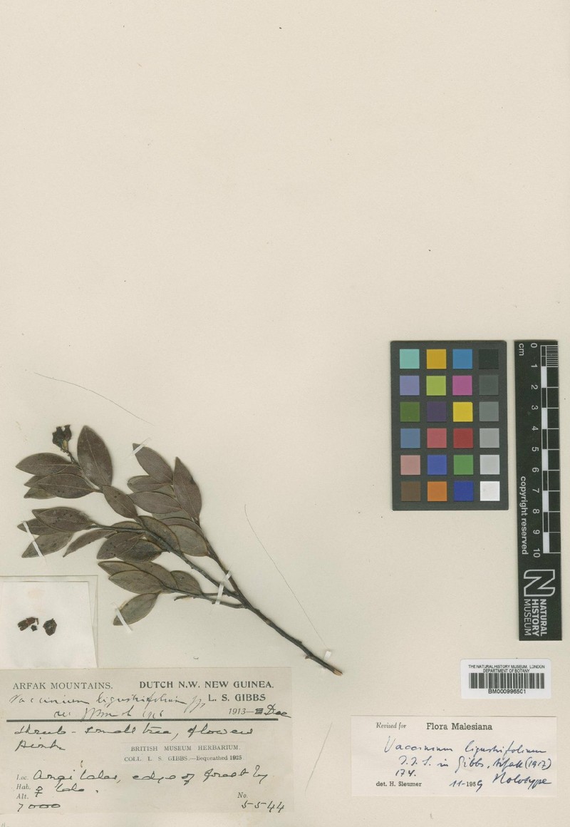Vaccinium ligustrifolium