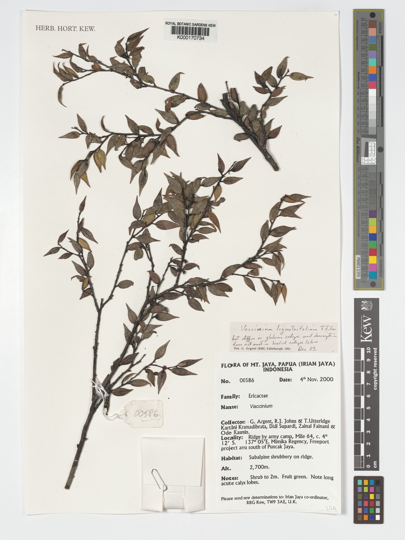 Vaccinium ligustrifolium photo 3