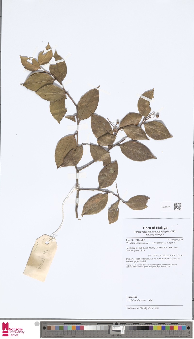 Vaccinium littoreum