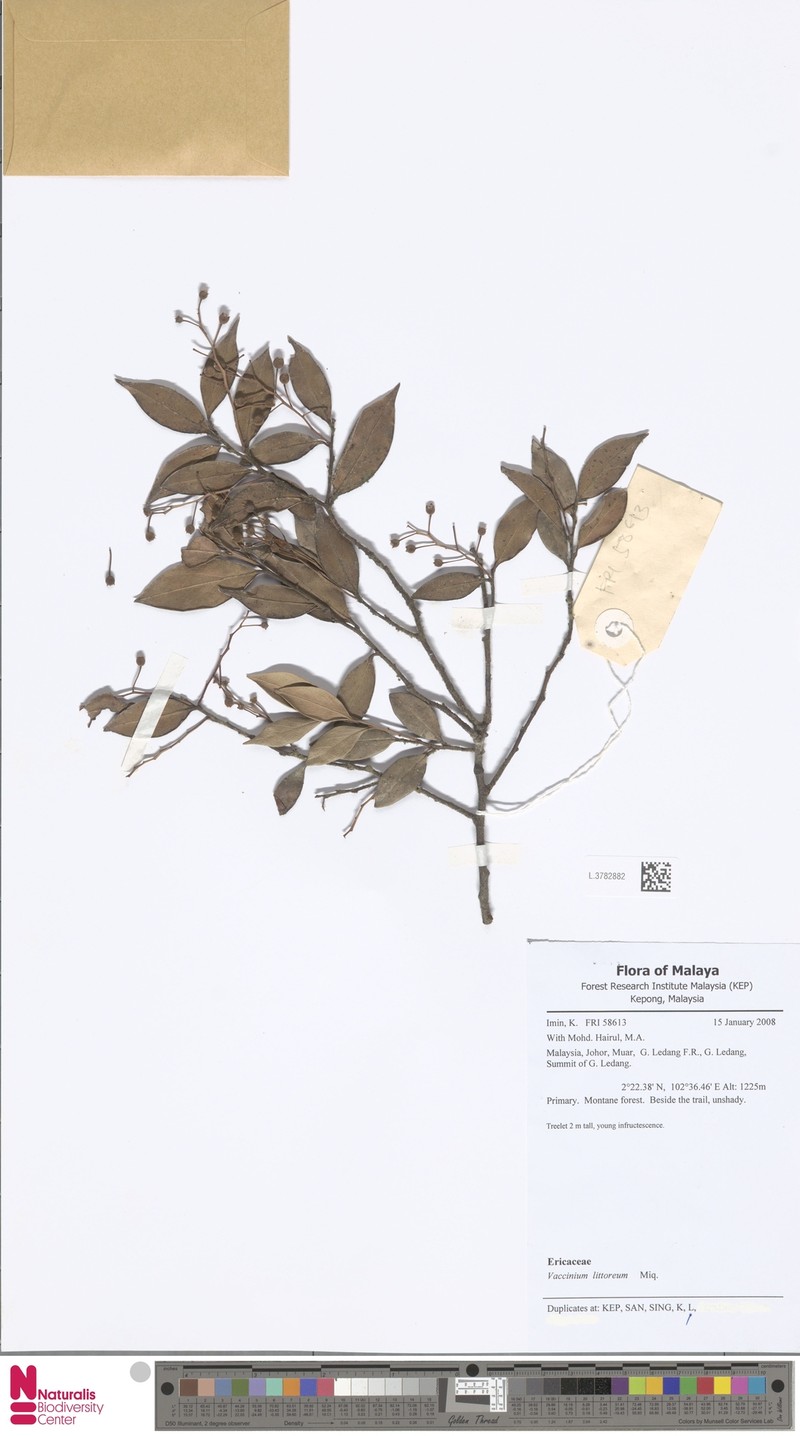Vaccinium littoreum photo 2