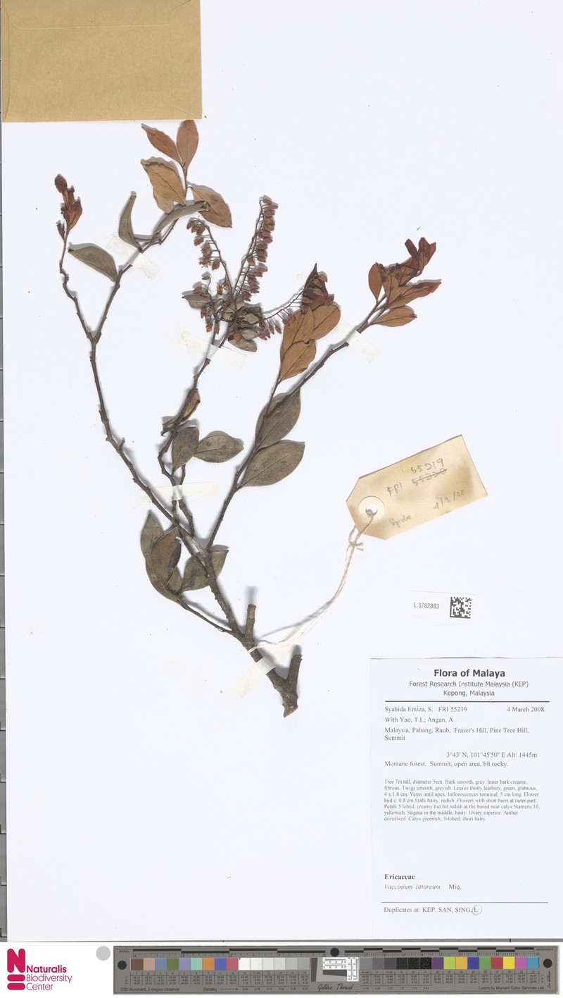 Vaccinium littoreum photo 3