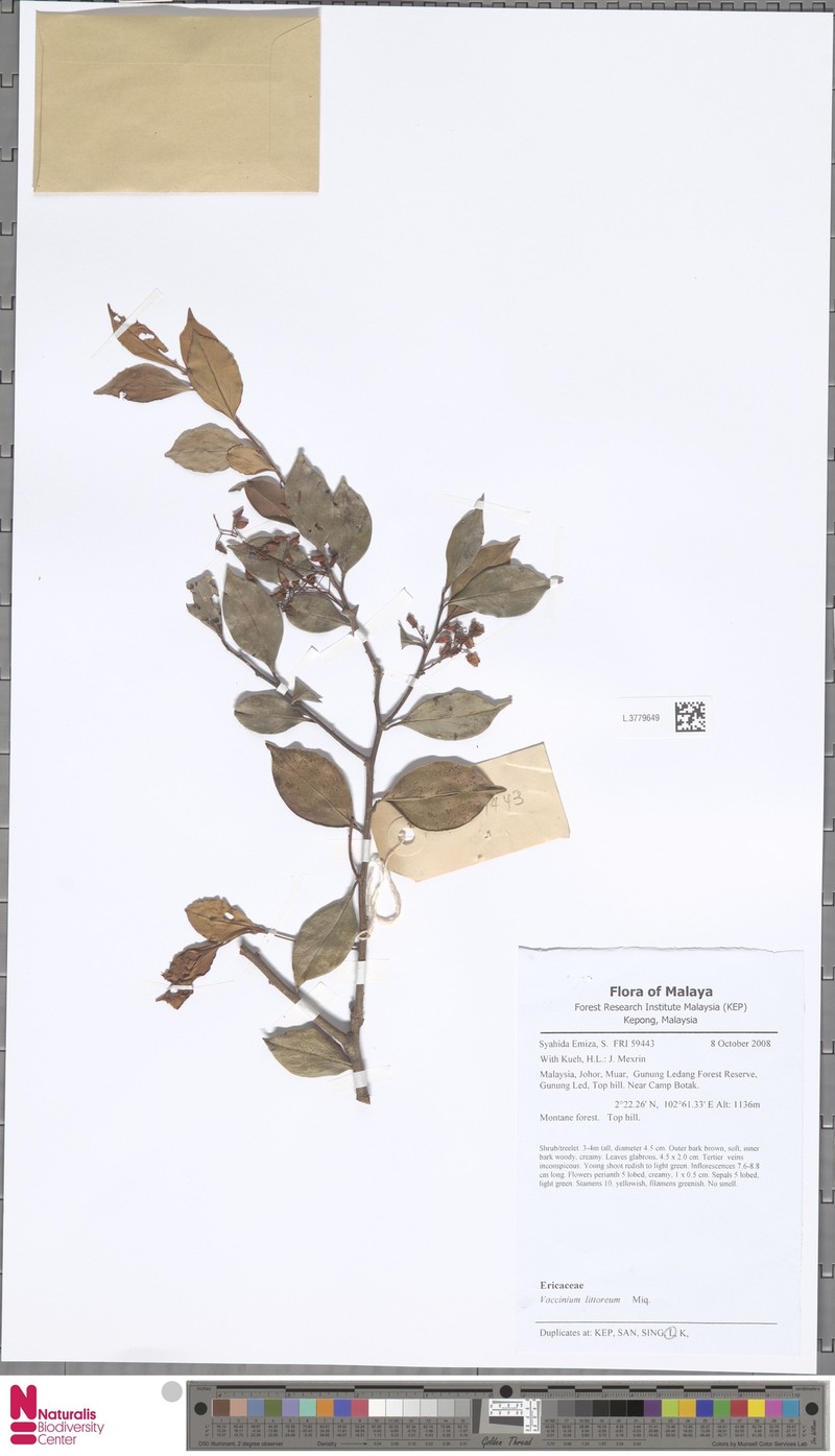 Vaccinium littoreum photo 4