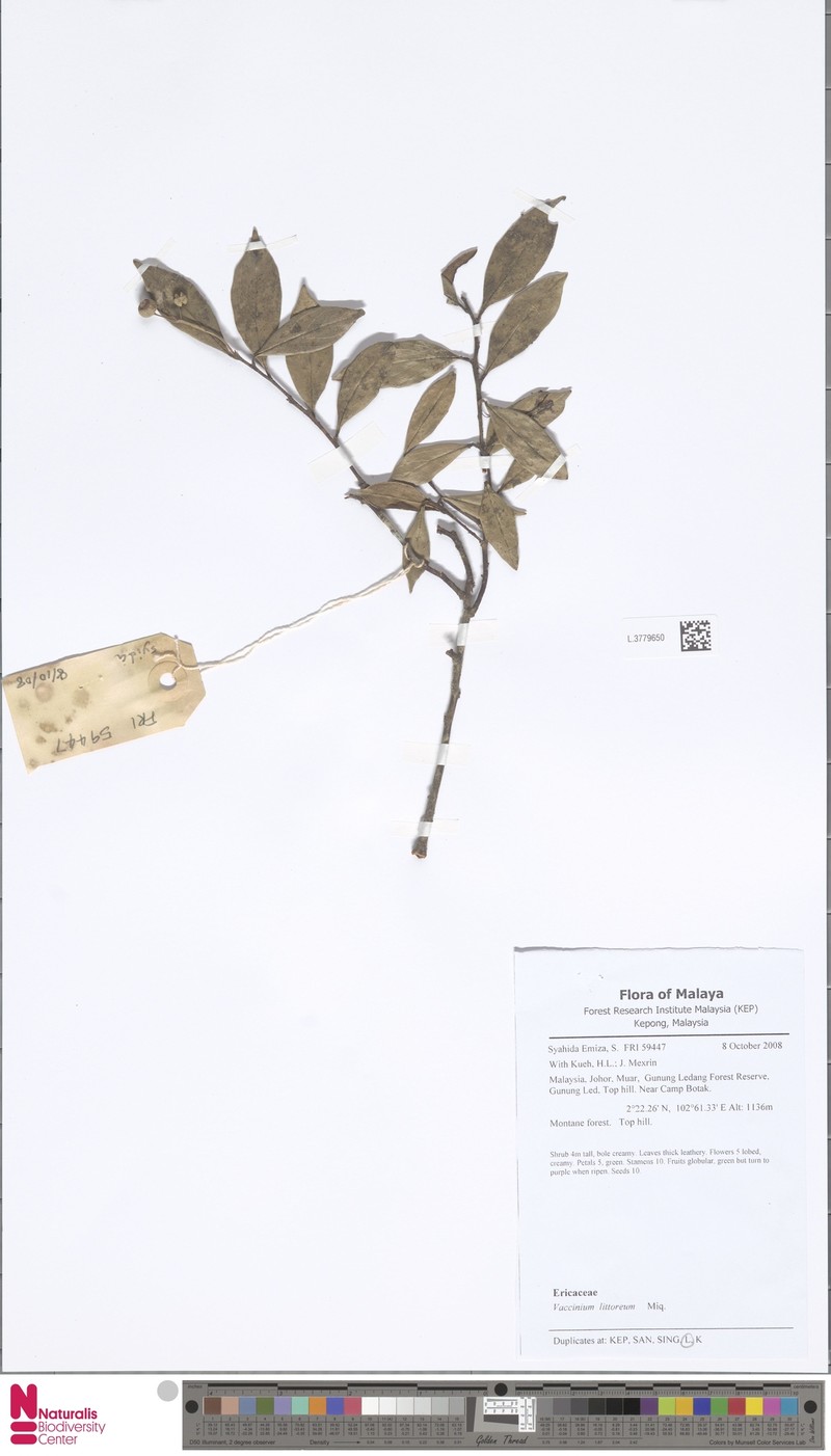 Vaccinium littoreum photo 5