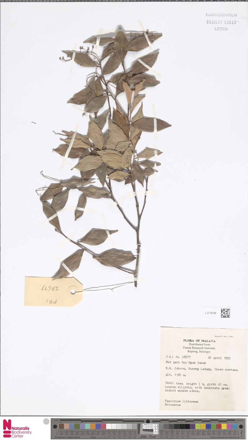 Vaccinium littoreum photo 6