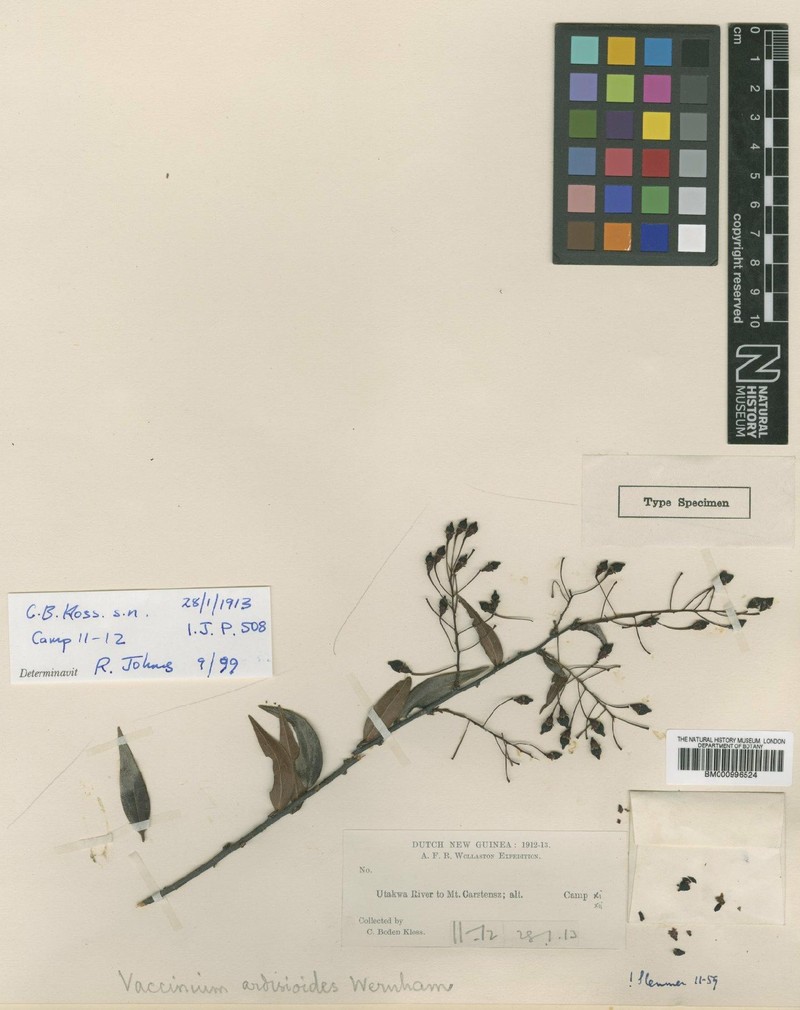 Vaccinium longepedicellatum
