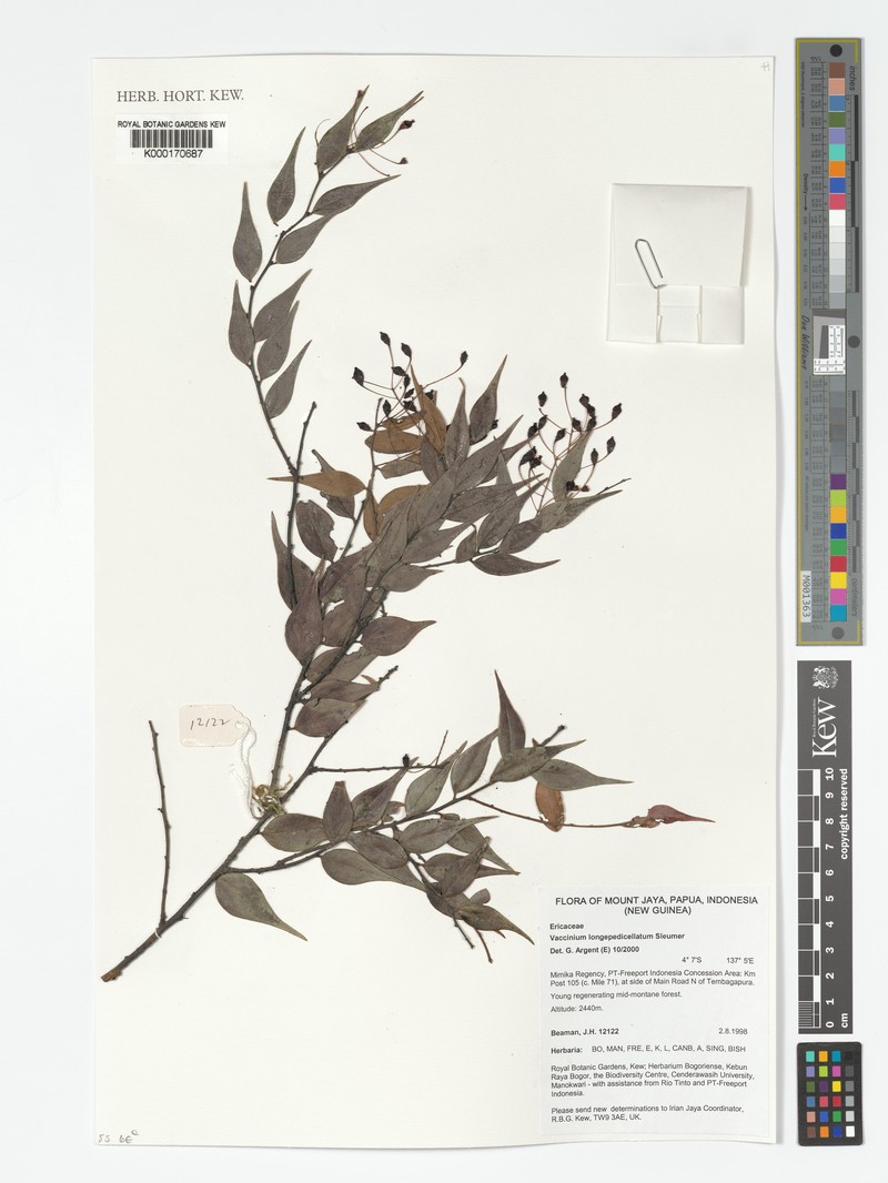 Vaccinium longepedicellatum photo 3