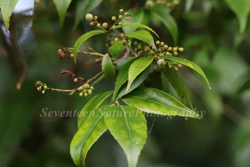 Vaccinium longicaudatum