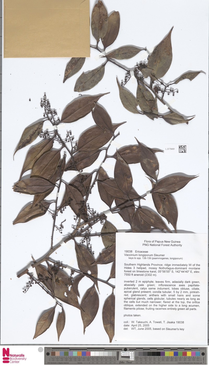 Vaccinium longiporum