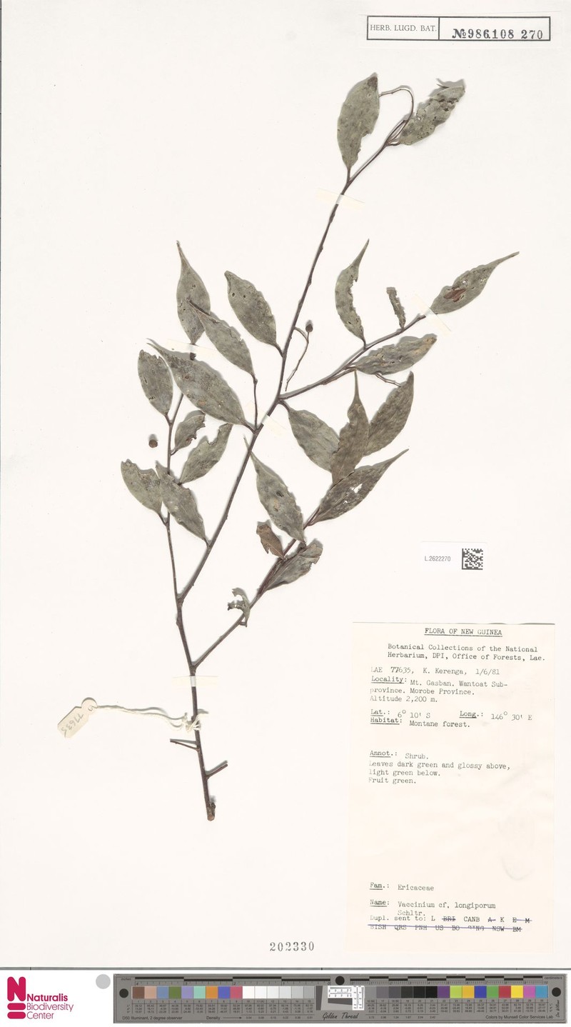 Vaccinium longiporum photo 2