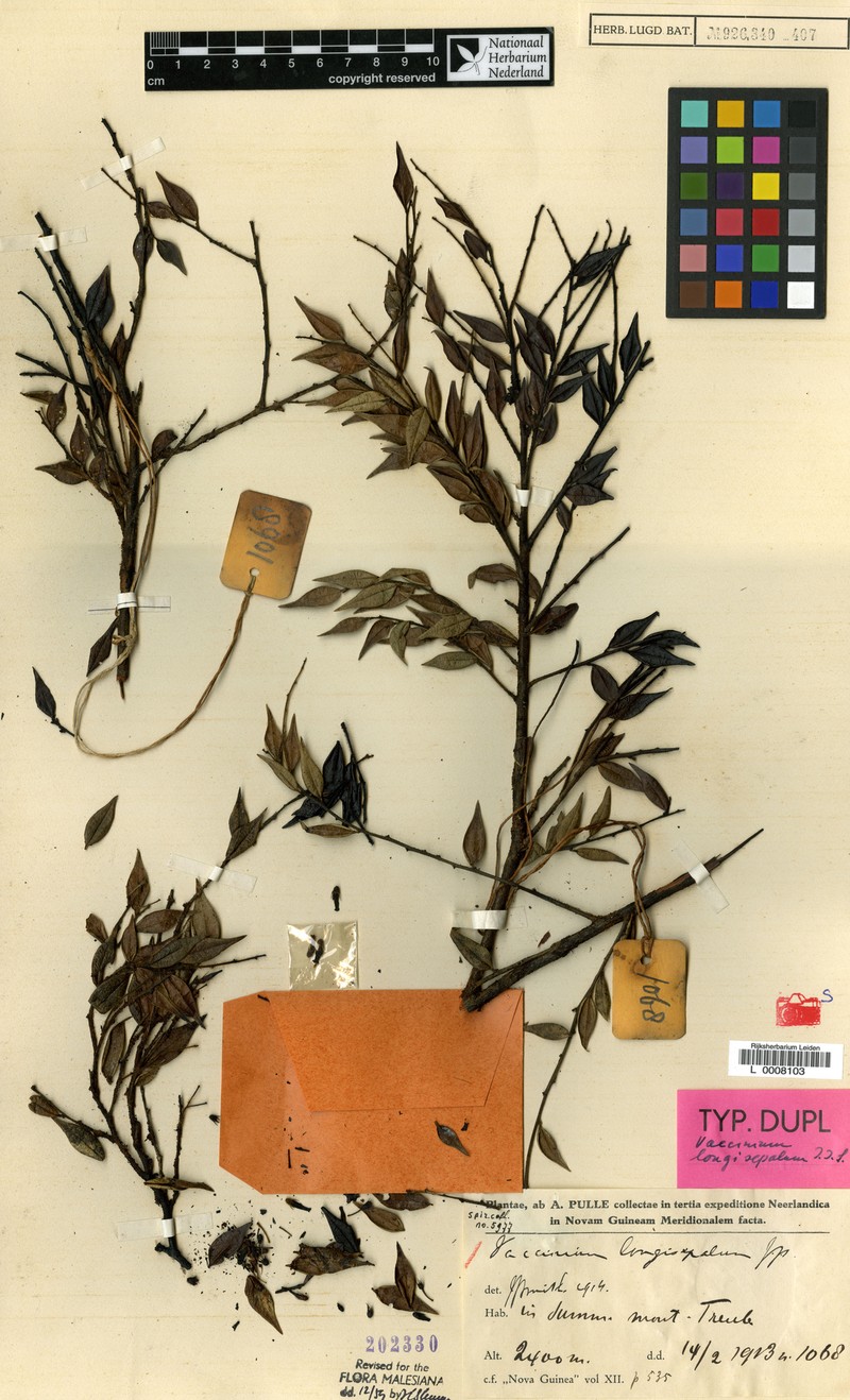 Vaccinium longisepalum