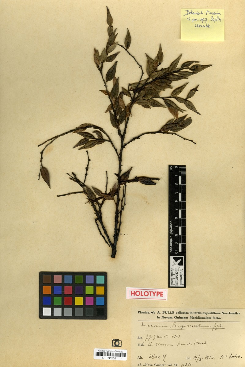 Vaccinium longisepalum photo 2